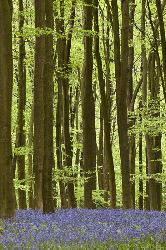 Bluebell woods and Beech trees