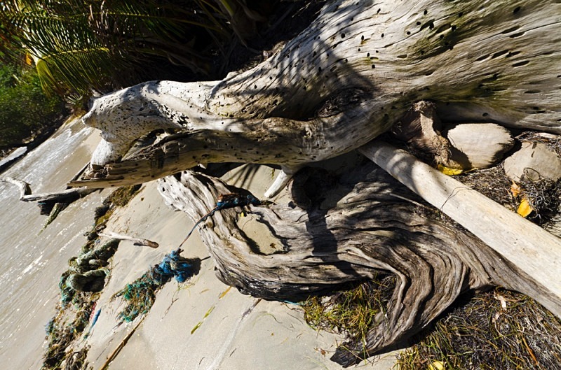 A mix of driftwood and tree trunks on beach at Spring Bay, Bequia