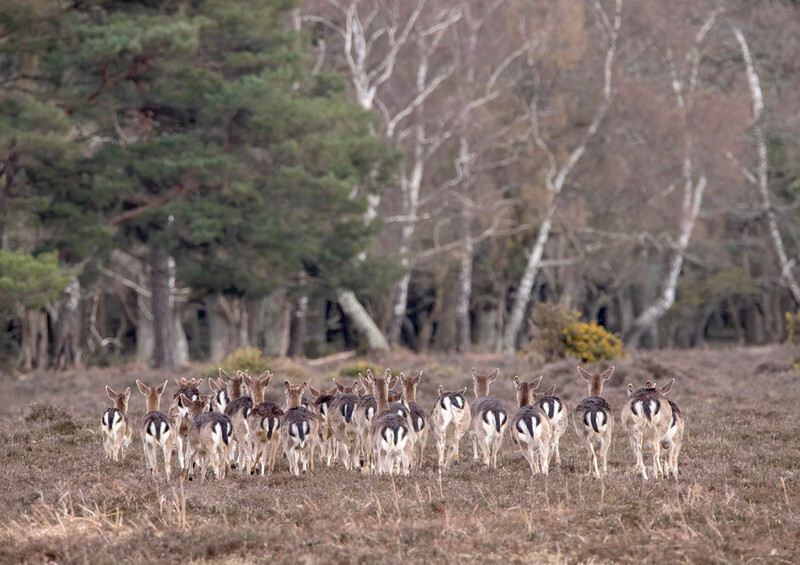 April - Deer Bottoms - 2022 Calendar
