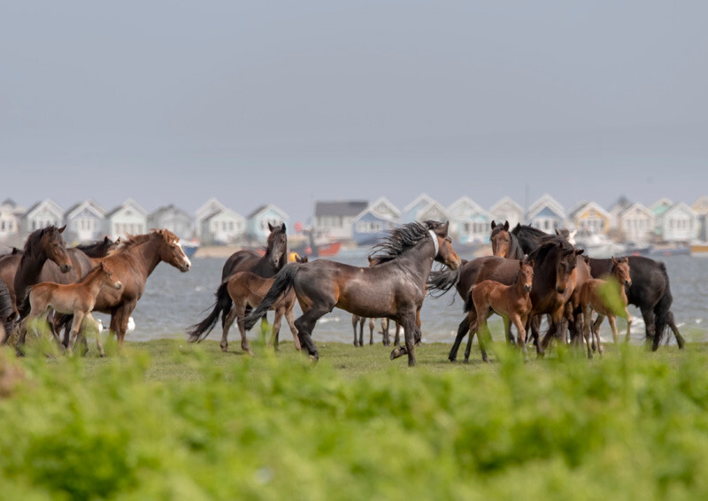 Stanpit stallion and mares - D75_9882 - Local Scenes