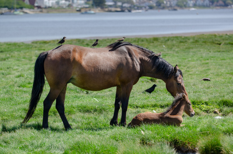 Ponies and foals at Stanpit Marsh - 3 - Lockdown 2020 Favourites