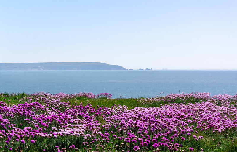 Clifftop Thrift / Sea Pinks - 2 - Lockdown 2020 Favourites
