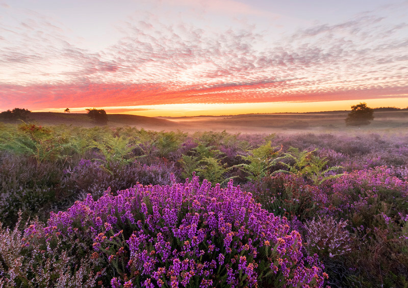 Misty sunrise over the heather - D75_0628-HDR - Local Scenes