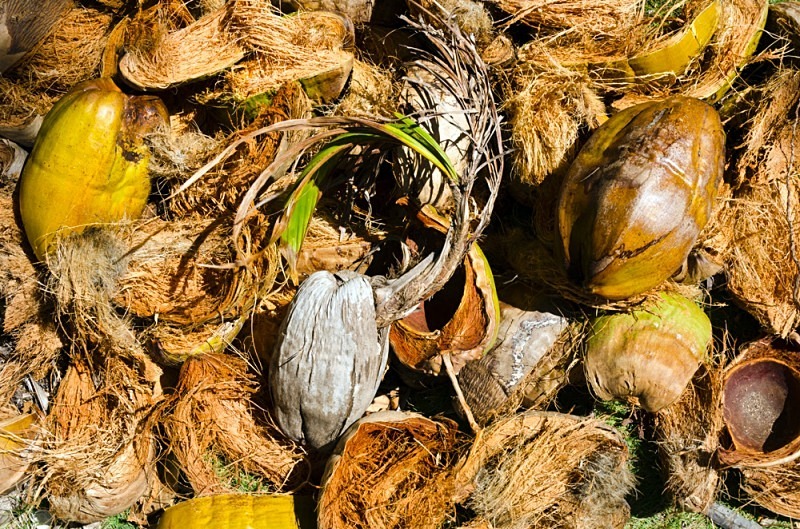 A pile of coconut shells and husks laid out to dry