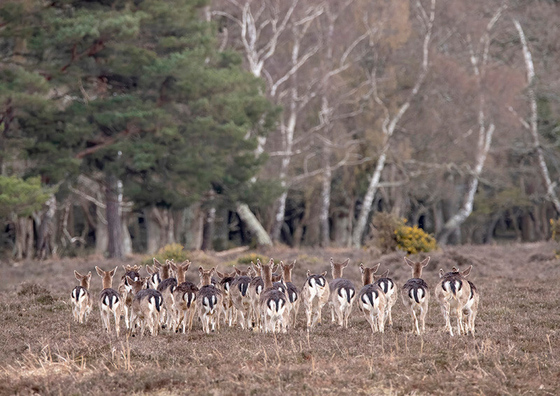 Deer - D75_4510 - Local Scenes