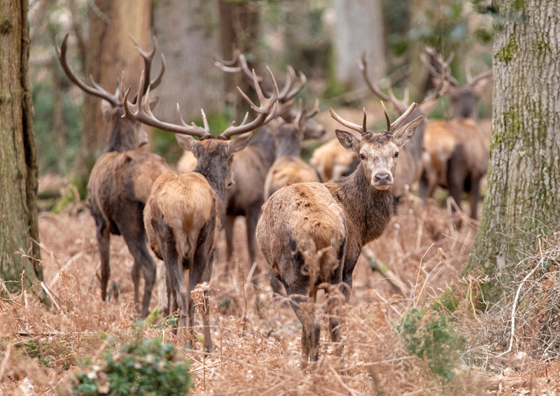 Deer - D75_1086 A3 - Local Scenes