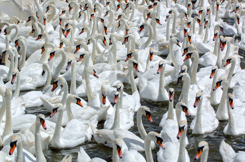 Swans - Lockdown 2020 Favourites