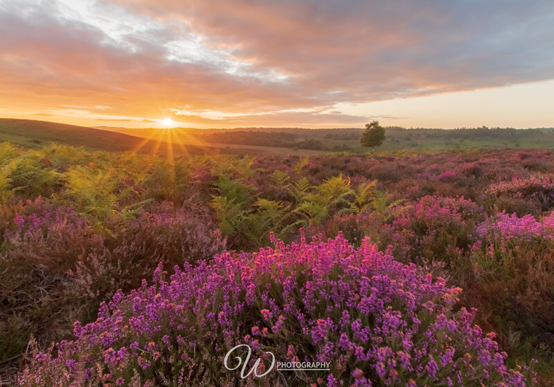 Sunrise over the heather, nr Rockford Common - Lockdown 2020 Favourites