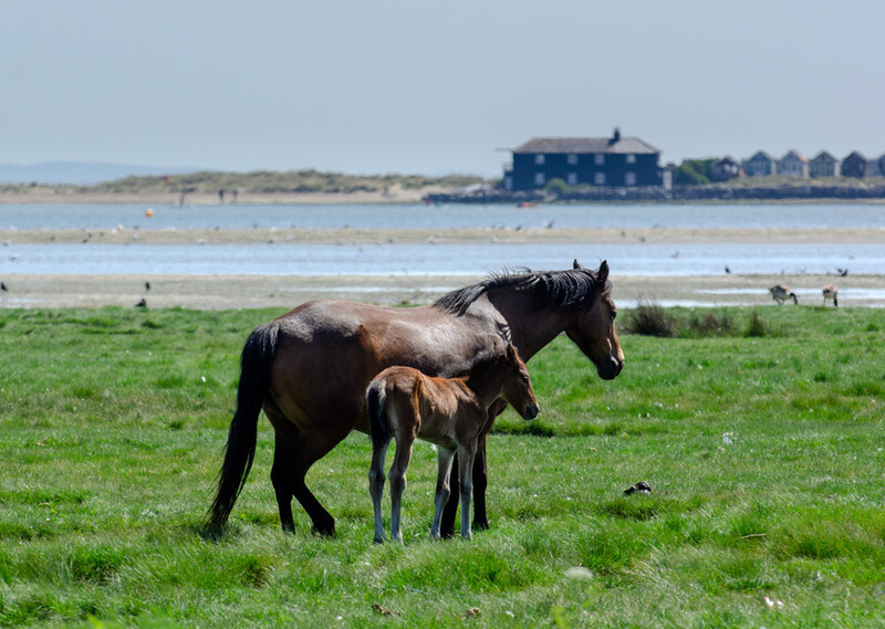 Ponies and foals at Stanpit Marsh - 1