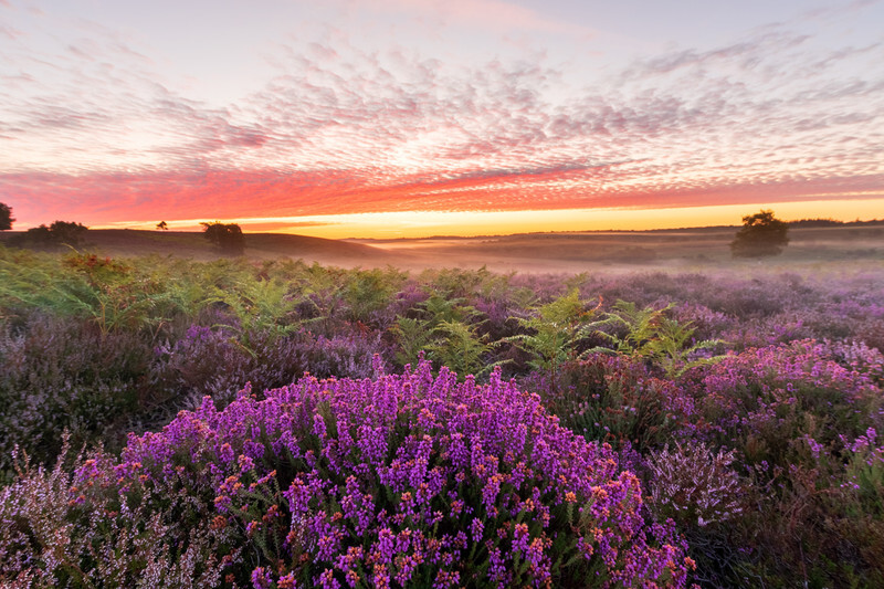 Beautiful clouds over a misty morning in the New Forest - Lockdown 2020 Favourites