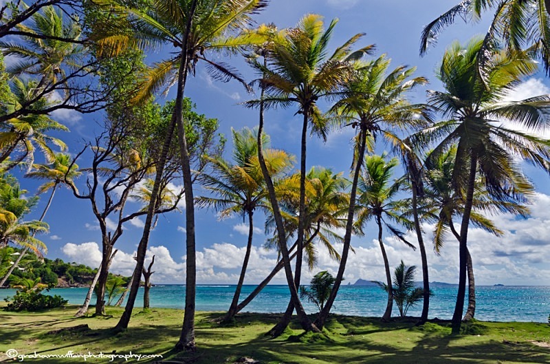 Through the palms at Industry Bay