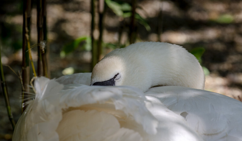Mother Swan - Lockdown 2020 Favourites