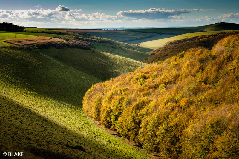 Melbury Down Woods in autumn, North Dorset, Anthony Blake Photography