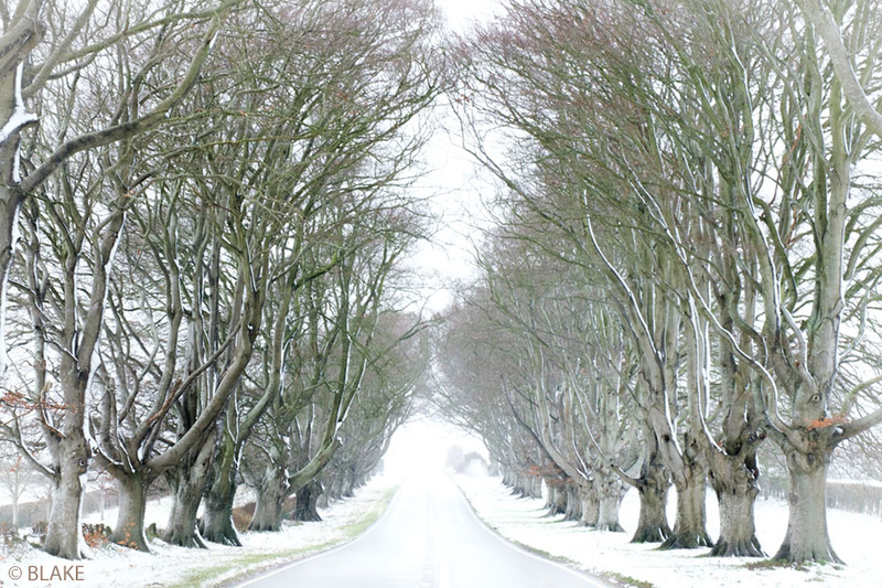 Beech Avenue Snow fall, Badbury Rings, North Dorset, Anthony Blake Photography