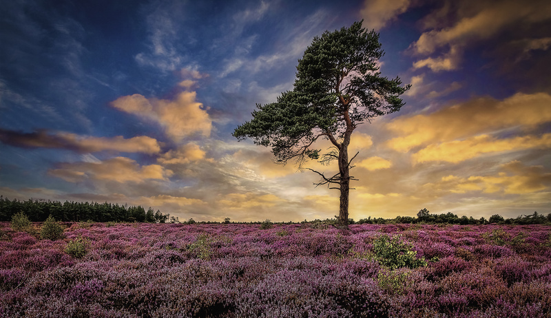 Heather Heaven - This is England - Countryside, Cities, Towns and Villages