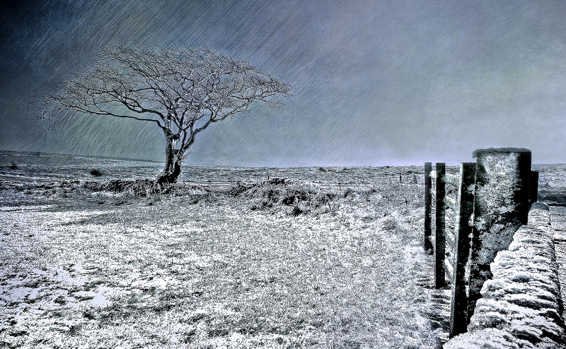 The Welcome Tree - It's Not Just Black and White