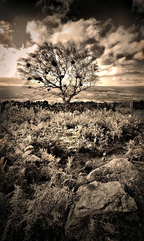 The Crows Nest - It's Not Just Black and White