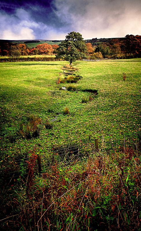 Snake Tree - This is England - Countryside, Cities, Towns and Villages