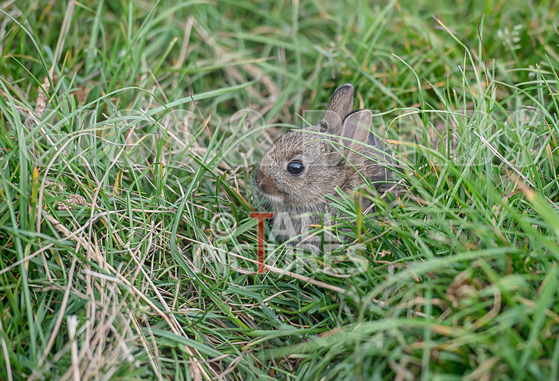 Chaos_2015_Atmosphere-46 - CHAOS 2015...CHILLED MOMENTS