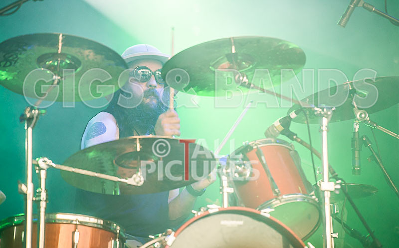 Peppered Ant Legs-247 - PEPPERED ANT LEGS