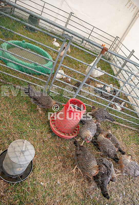 Guernsey Agricultural Show 2021-153 - GUERNSEY AGRICULTURAL SHOW 2021