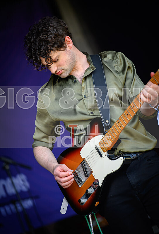 China Aster-118 - CHINA ASTER