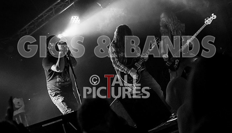 Viking Skull-40 - VIKING SKULL