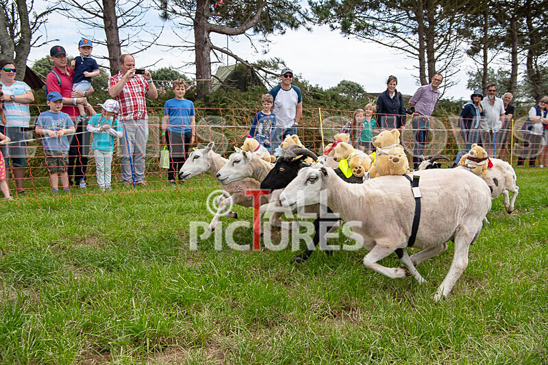 Guernsey Agricultural Show 2021-130 - GUERNSEY AGRICULTURAL SHOW 2021