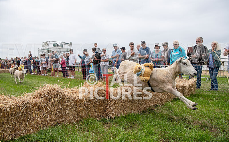 Guernsey Agricultural Show 2021-129 - GUERNSEY AGRICULTURAL SHOW 2021