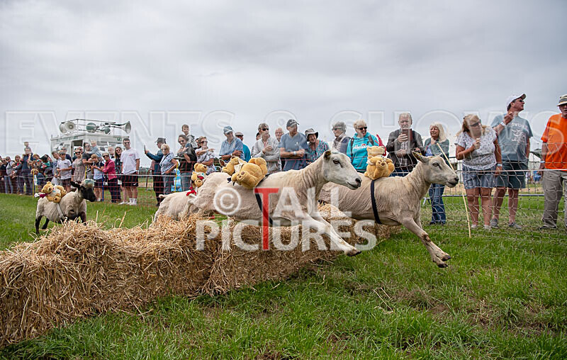 Guernsey Agricultural Show 2021-127 - GUERNSEY AGRICULTURAL SHOW 2021