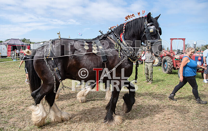 Guernsey Agricultural Show 2021-172 - GUERNSEY AGRICULTURAL SHOW 2021