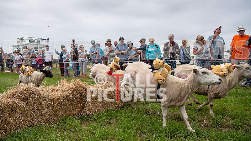 Guernsey Agricultural Show 2021-328 - GUERNSEY AGRICULTURAL SHOW 2021