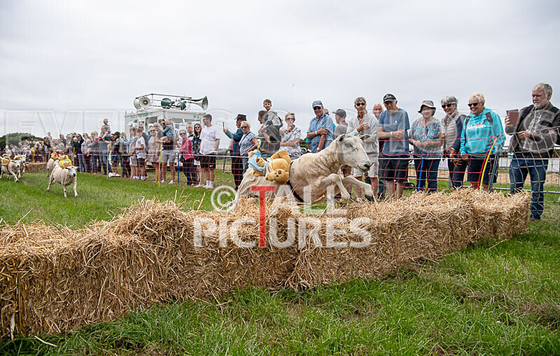Guernsey Agricultural Show 2021-324 - GUERNSEY AGRICULTURAL SHOW 2021