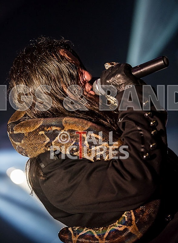 Gallus Cooper-55 - GALLUS COOPER