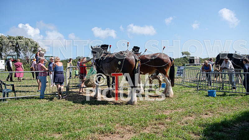 Guernsey Agricultural Show 2021-198 - GUERNSEY AGRICULTURAL SHOW 2021