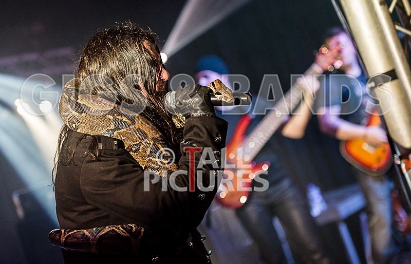 Gallus Cooper-51 - GALLUS COOPER