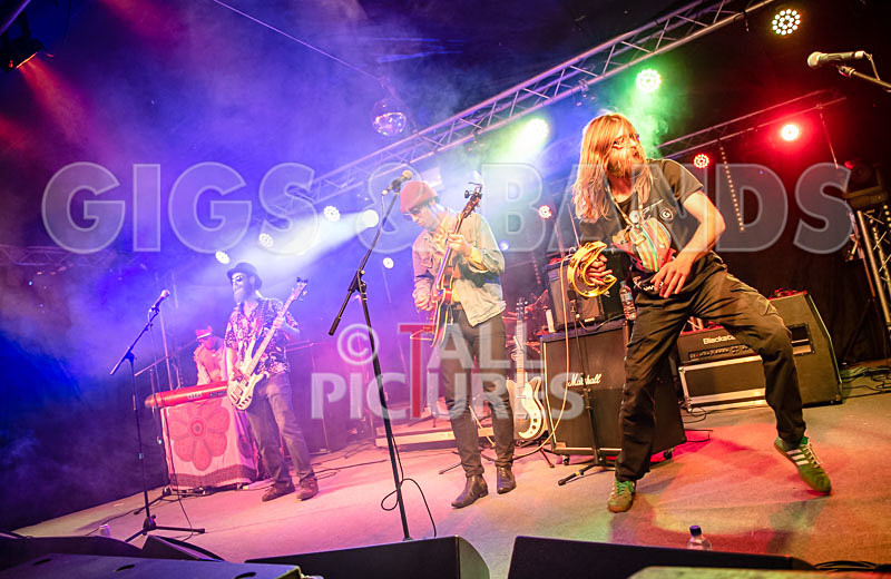 Surfin Birds-44 - SURFIN' BIRDS