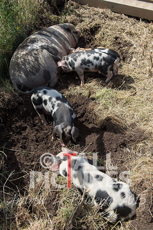 West Show_2014-23 - THE WEST SHOW 2014