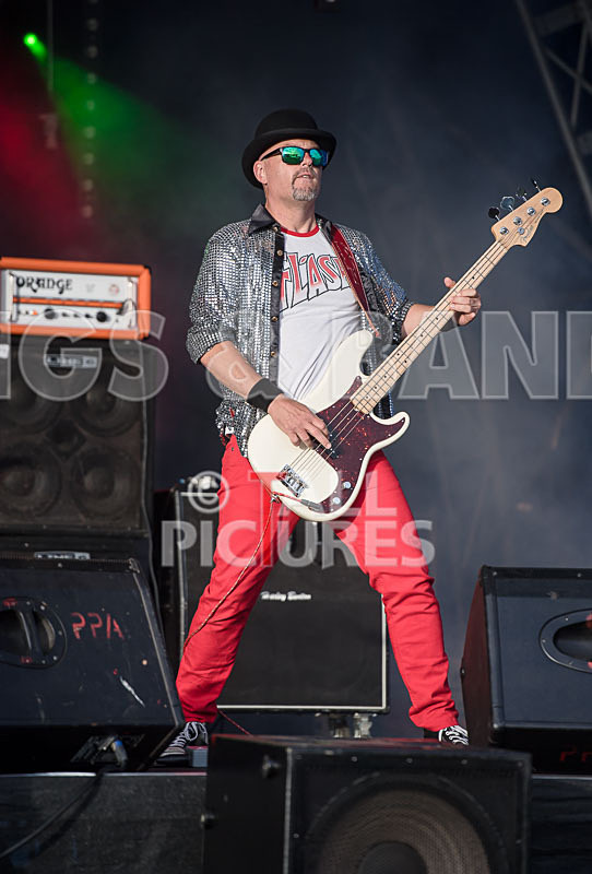 Peppered Ant Legs-251 - PEPPERED ANT LEGS