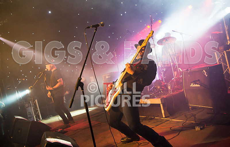 Peppered Ant Legs-163 - PEPPERED ANT LEGS