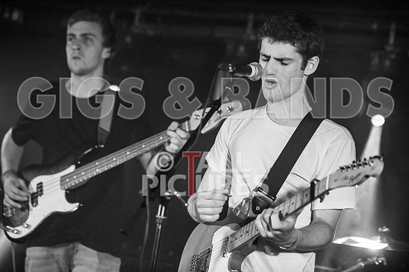 China Aster-117 - CHINA ASTER