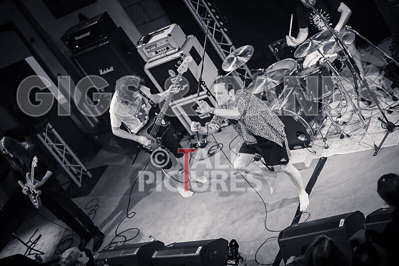Pigsx7-117 - PIGS PIGS PIGS PIGS PIGS PIGS PIGS