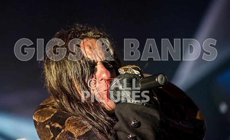 Gallus Cooper-54 - GALLUS COOPER