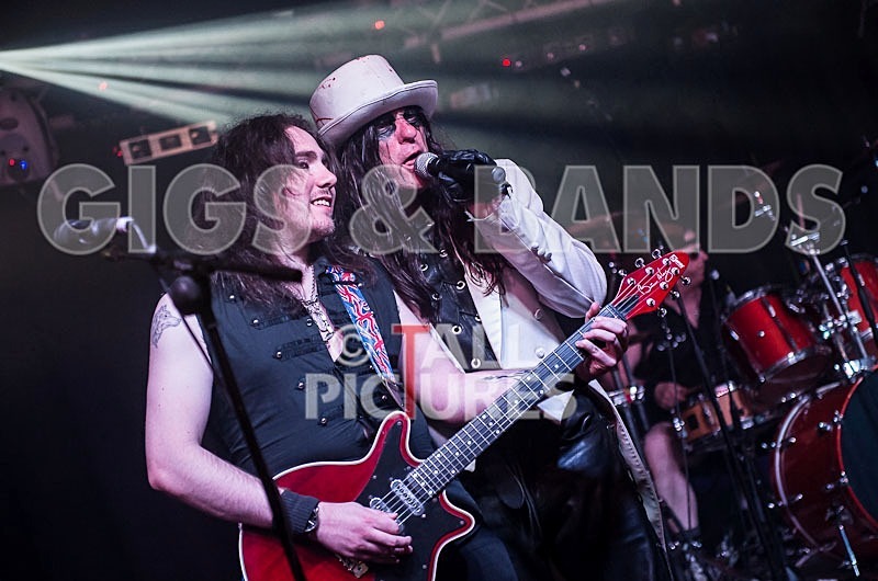 Gallus Cooper-77 - GALLUS COOPER