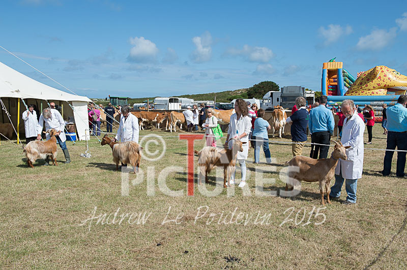 West Show_2014-2 - THE WEST SHOW 2014
