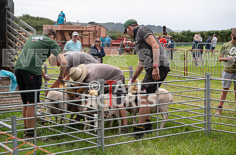 Guernsey Agricultural Show 2021-92 - GUERNSEY AGRICULTURAL SHOW 2021