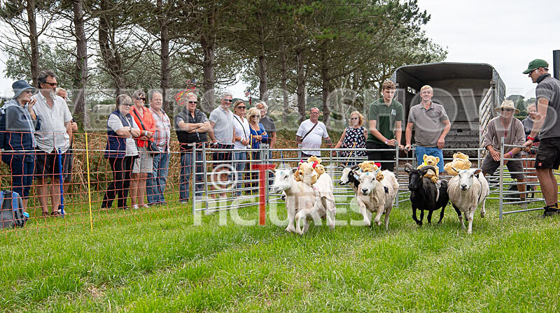 Guernsey Agricultural Show 2021-128 - GUERNSEY AGRICULTURAL SHOW 2021