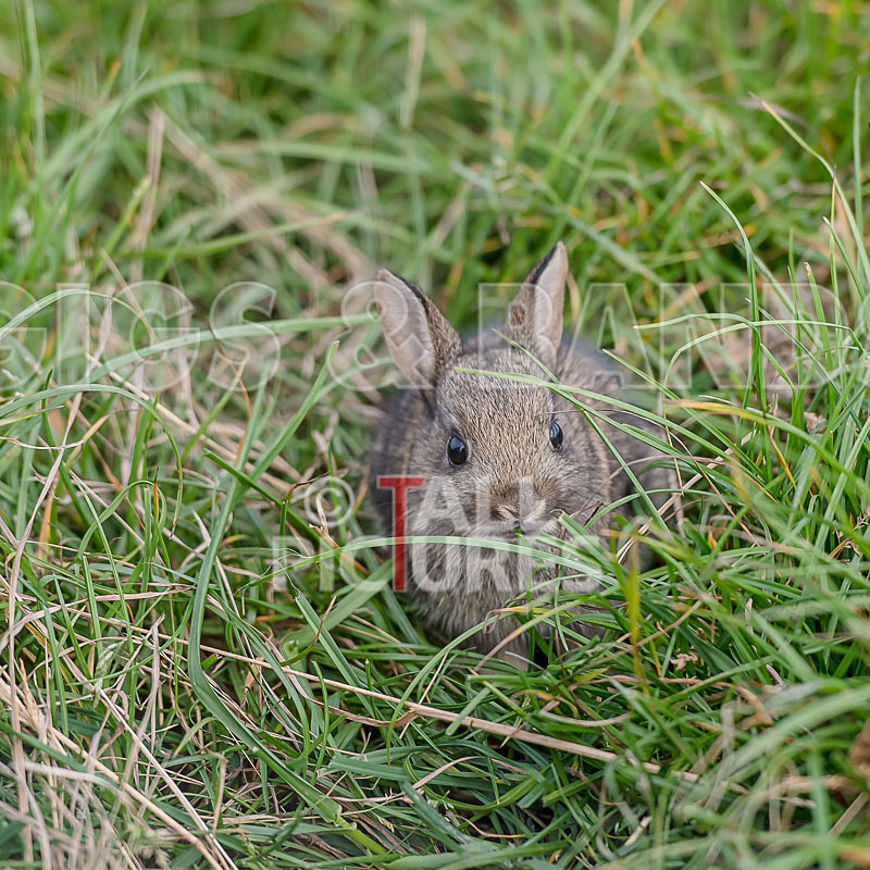 Chaos_2015_Atmosphere-41 - CHAOS 2015...CHILLED MOMENTS