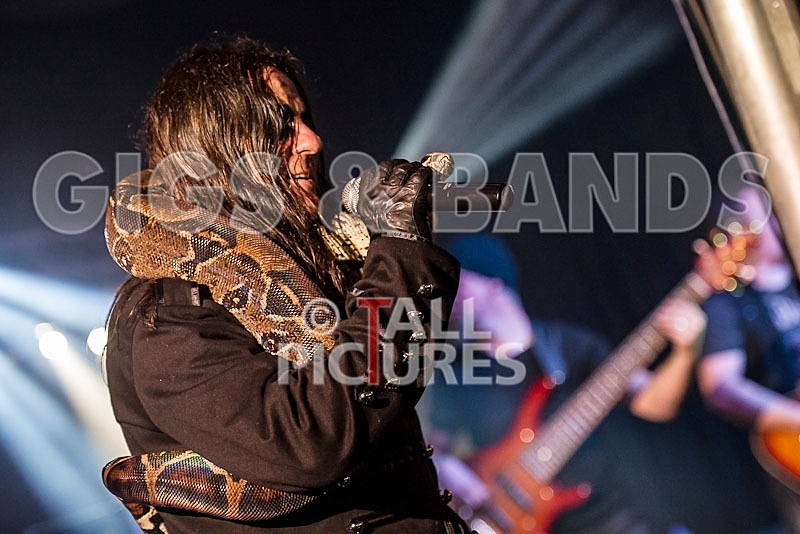 Gallus Cooper-50 - GALLUS COOPER