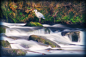 heron colour - Joel Southgate Card Images